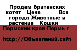 Продам британских котят › Цена ­ 500 - Все города Животные и растения » Кошки   . Пермский край,Пермь г.